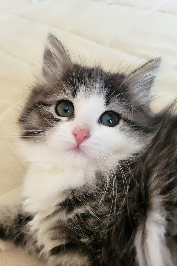 Eleanor | Siberian Kitten