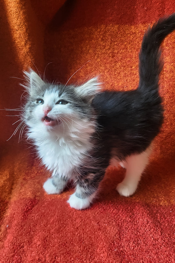 Eleanor | Siberian Kitten