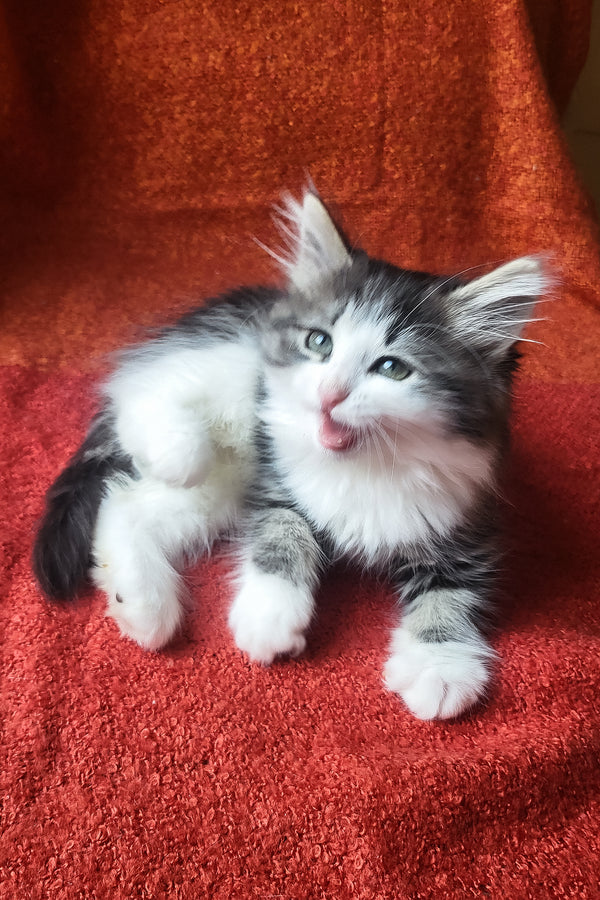 Eleanor | Siberian Kitten