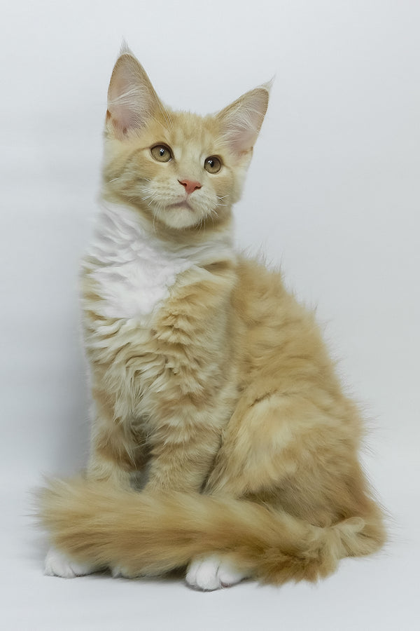 Elifan | Maine Coon Kitten