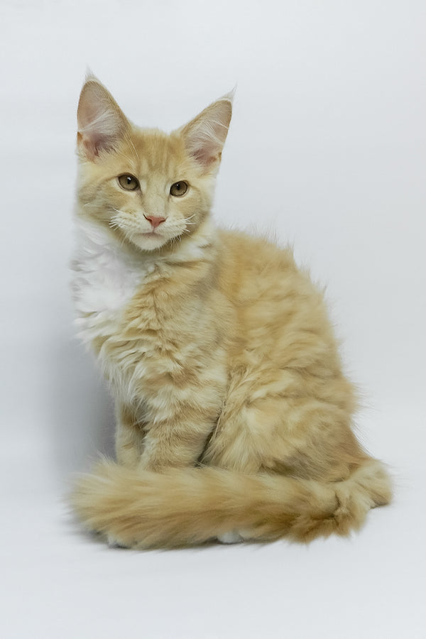 Elifan | Maine Coon Kitten