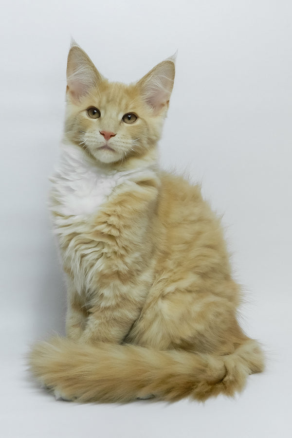 Elifan | Maine Coon Kitten
