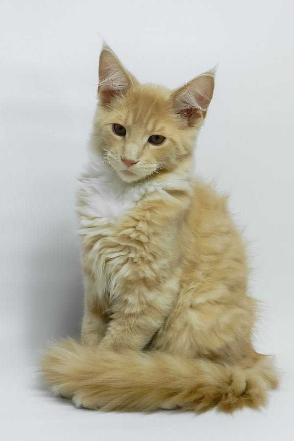 Elifan | Maine Coon Kitten