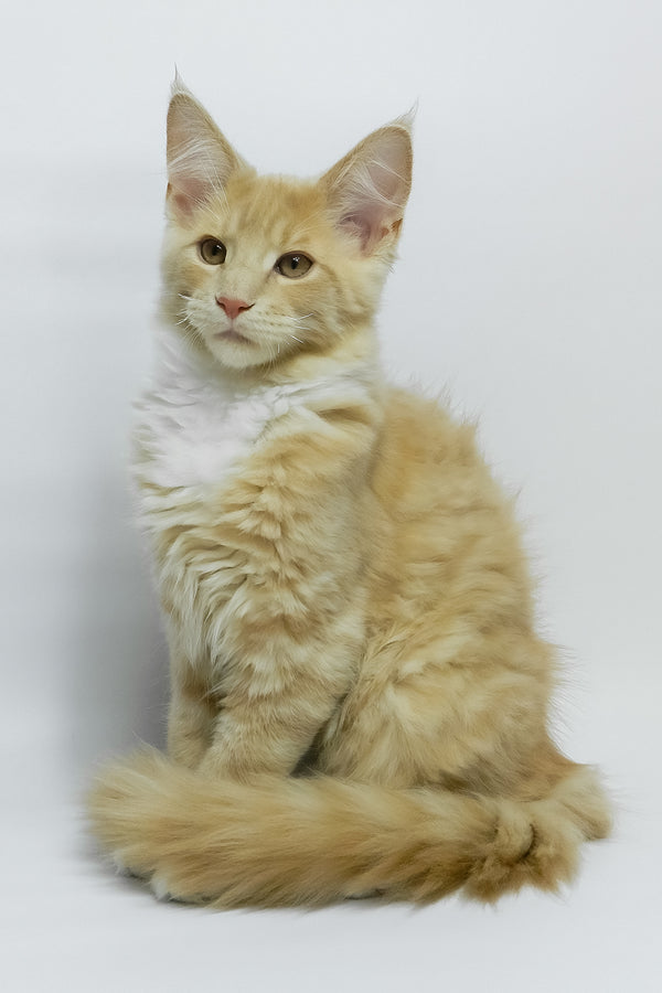 Elifan | Maine Coon Kitten