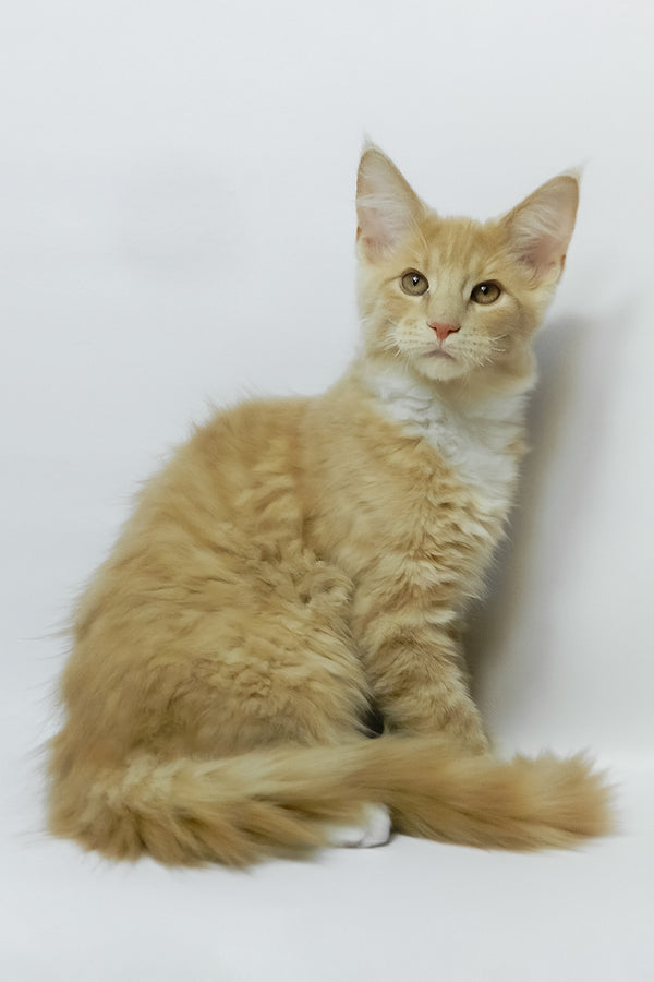 Elifan | Maine Coon Kitten