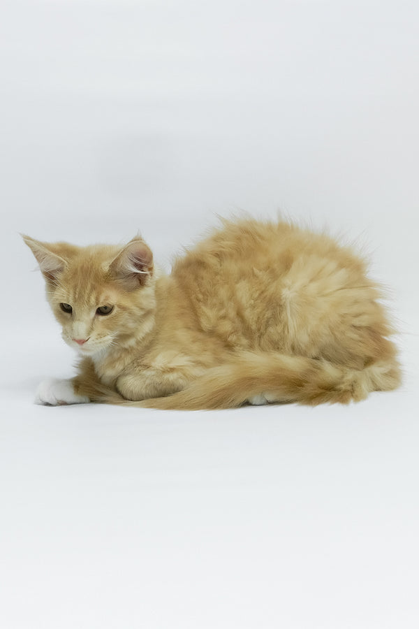 Elifan | Maine Coon Kitten