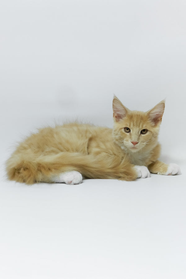 Elifan | Maine Coon Kitten
