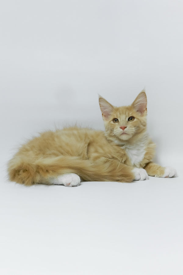 Elifan | Maine Coon Kitten