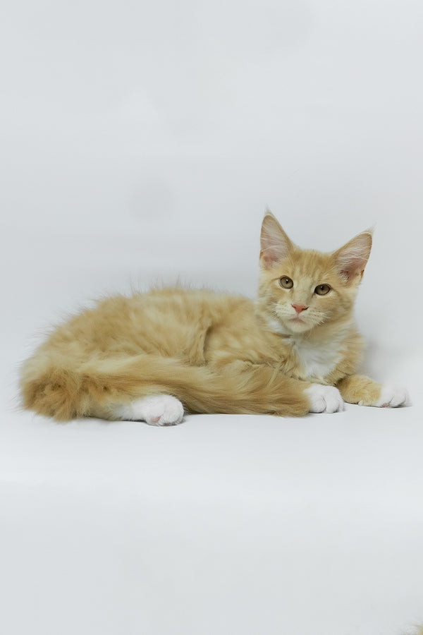 Elifan | Maine Coon Kitten