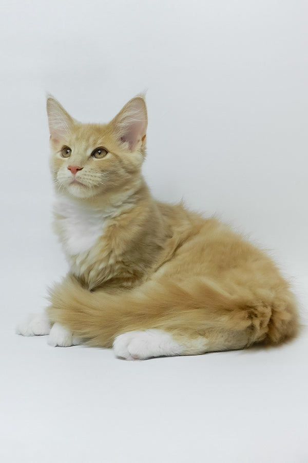 Elifan | Maine Coon Kitten