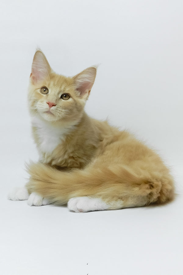 Elifan | Maine Coon Kitten