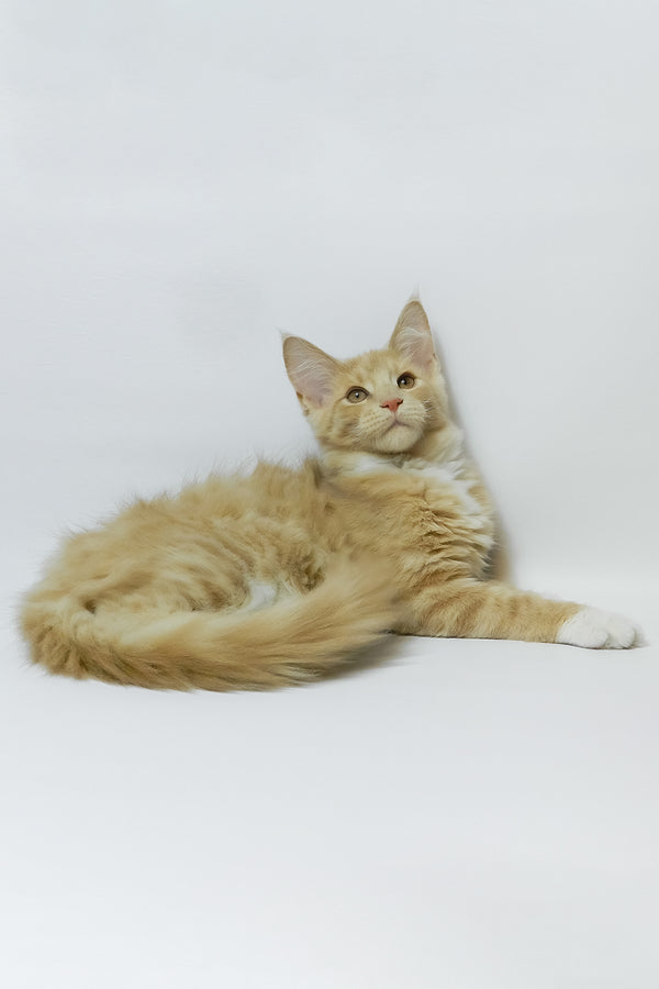 Elifan | Maine Coon Kitten