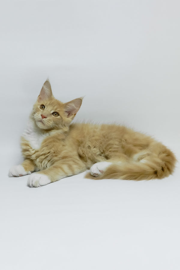 Elifan | Maine Coon Kitten