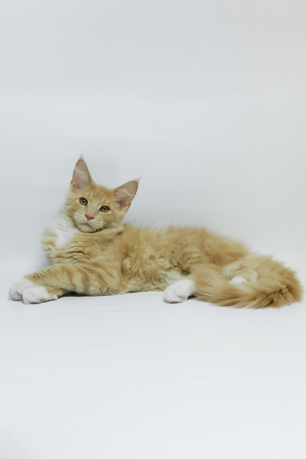 Elifan | Maine Coon Kitten