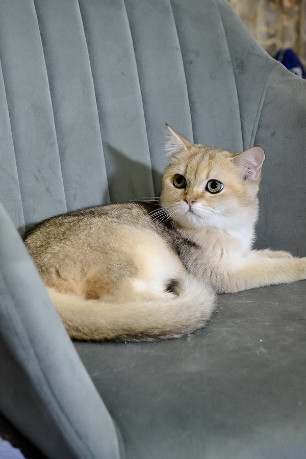 Elsy | Scottish Straight Kitten