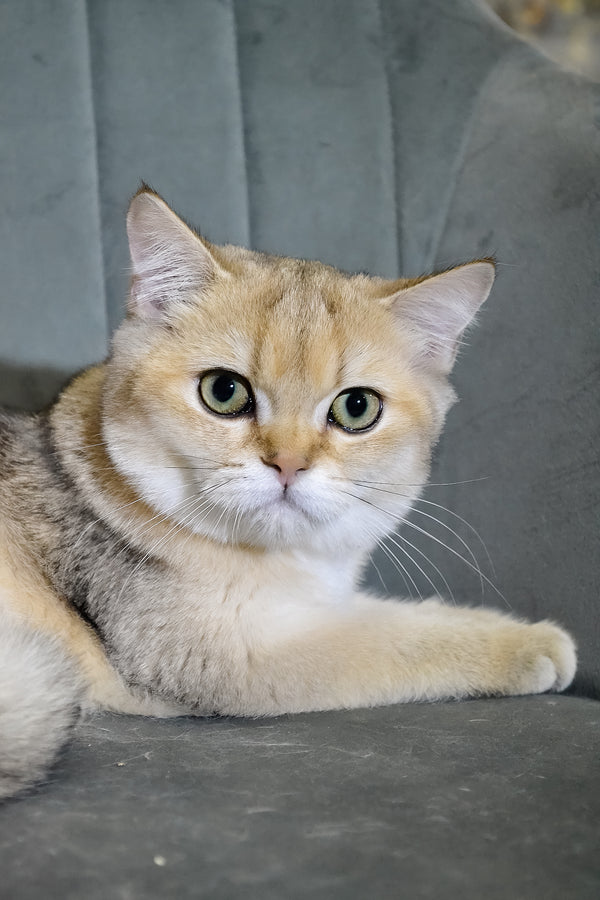 Elsy | Scottish Straight Kitten