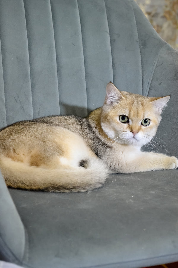 Elsy | Scottish Straight Kitten