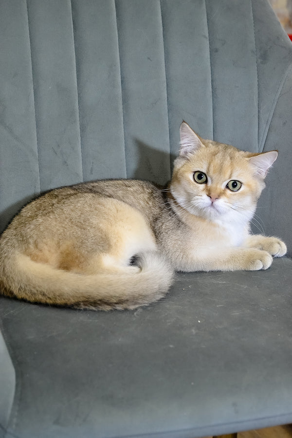 Elsy | Scottish Straight Kitten