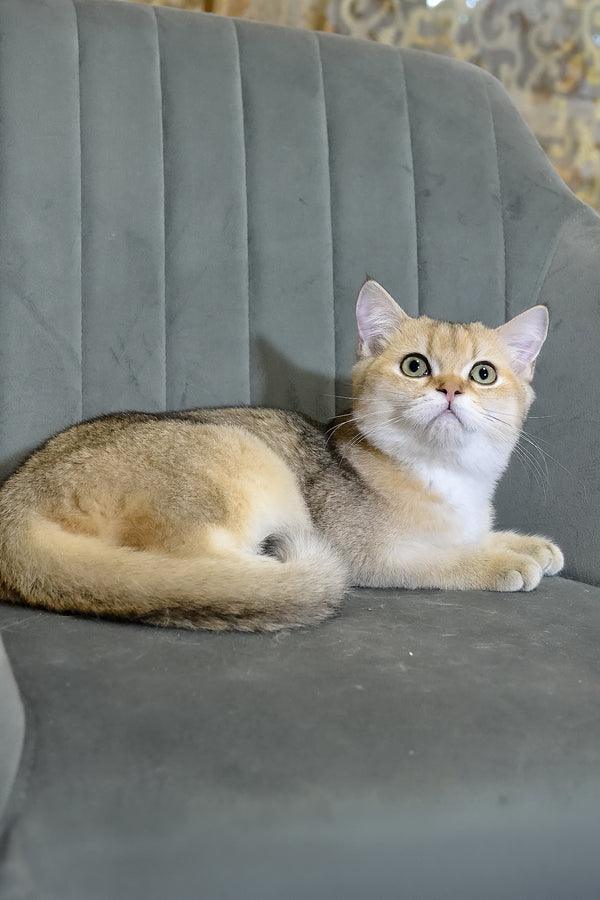Elsy | Scottish Straight Kitten
