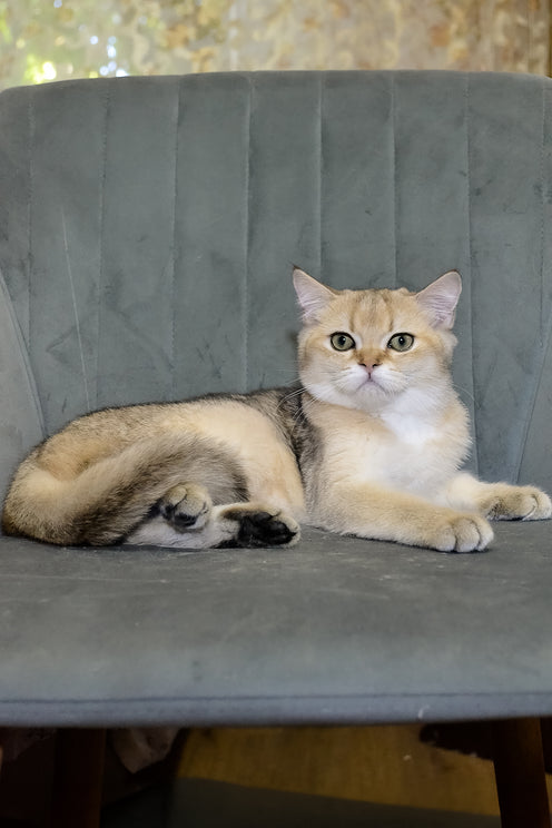 Elsy | Scottish Straight Kitten