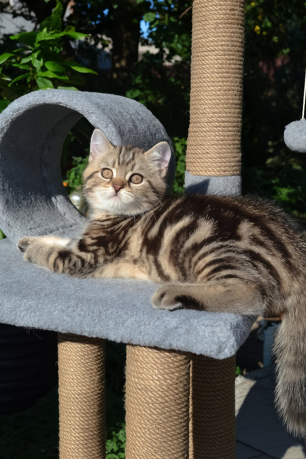 Elisey | Scottish Straight Kitten