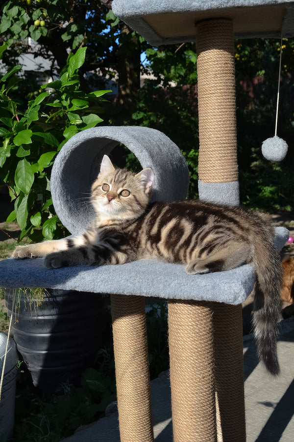Elisey | Scottish Straight Kitten