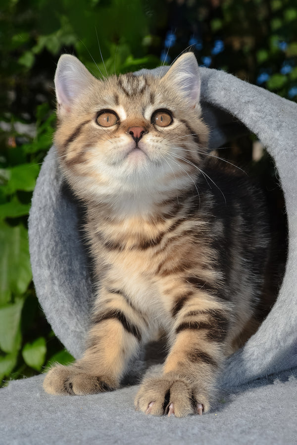 Elisey | Scottish Straight Kitten