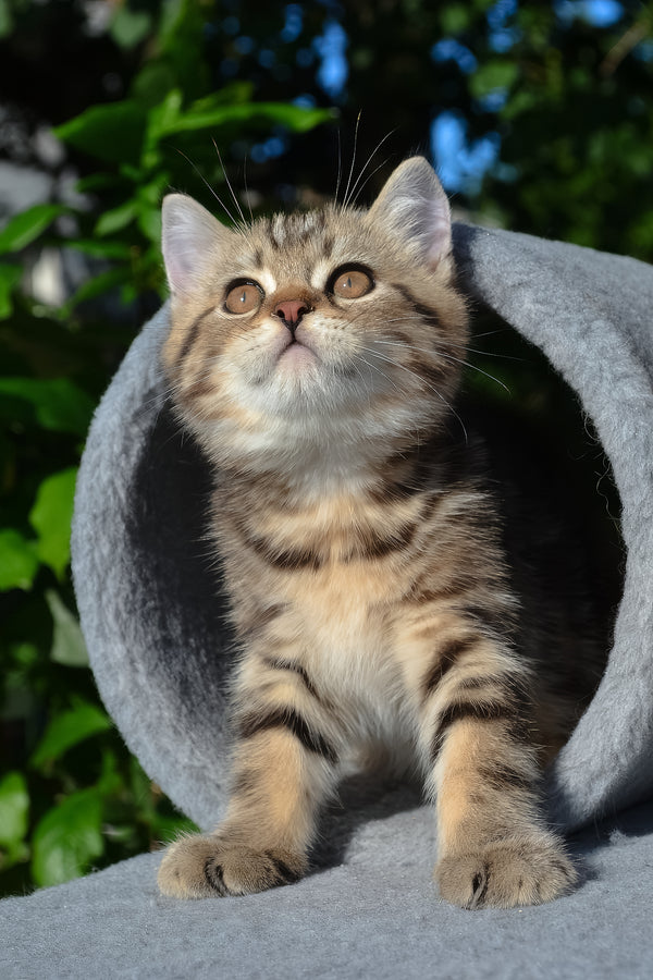 Elisey | Scottish Straight Kitten