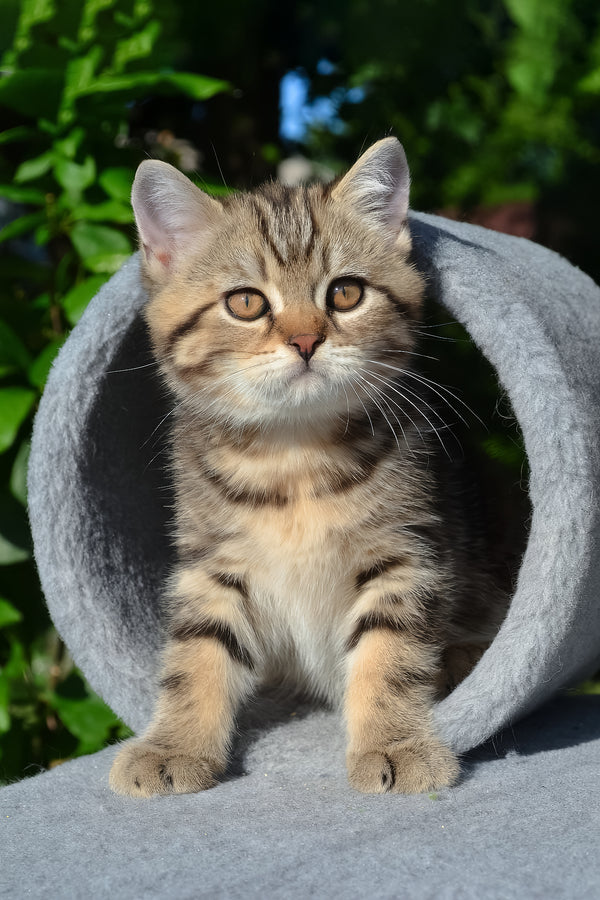 Elisey | Scottish Straight Kitten