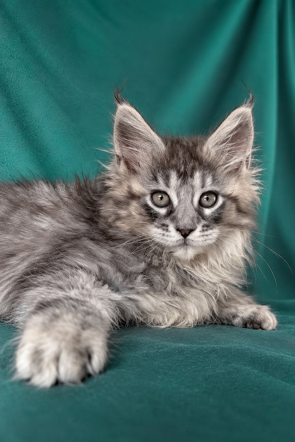 Elit | Maine Coon Kitten