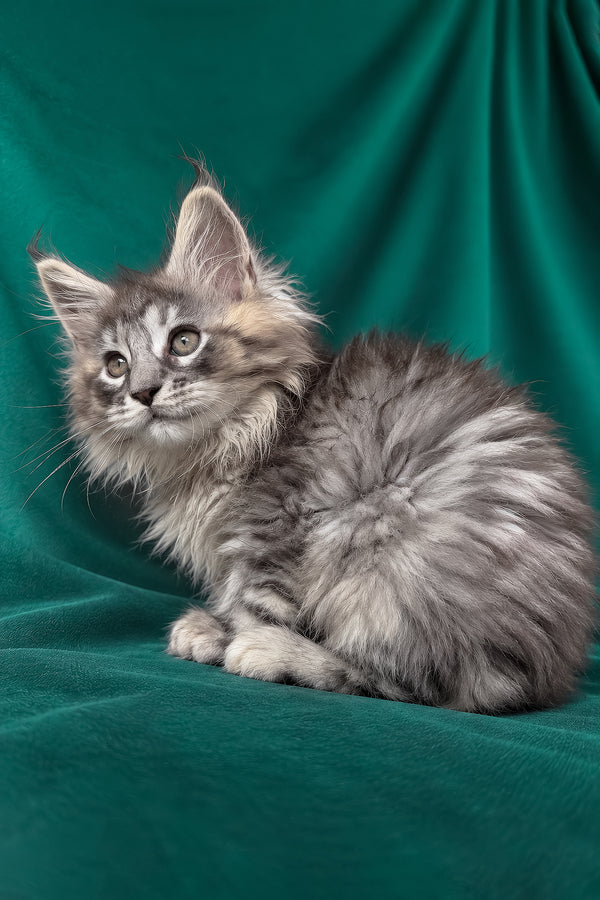 Elit | Maine Coon Kitten