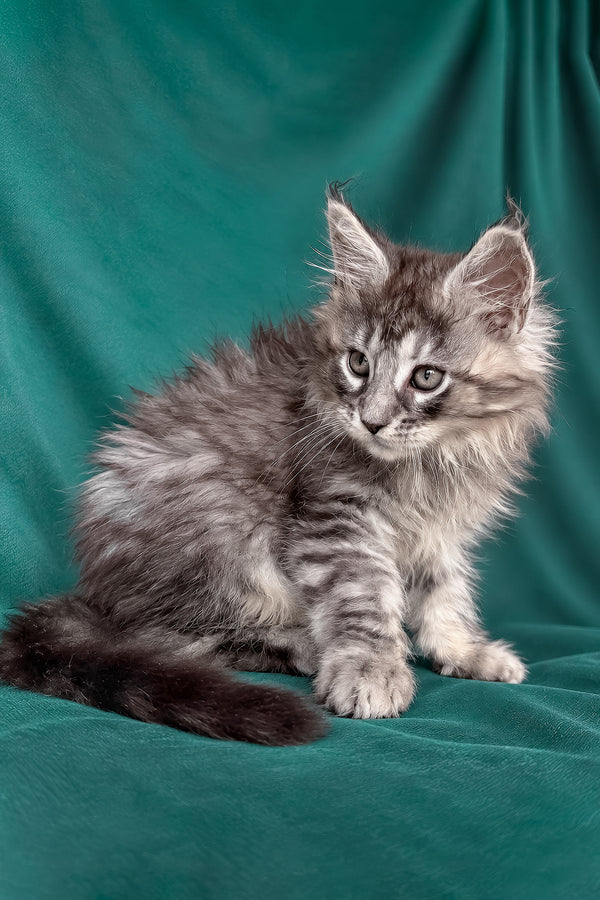 Elit | Maine Coon Kitten