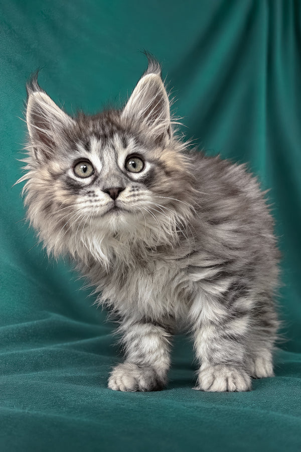 Elit | Maine Coon Kitten