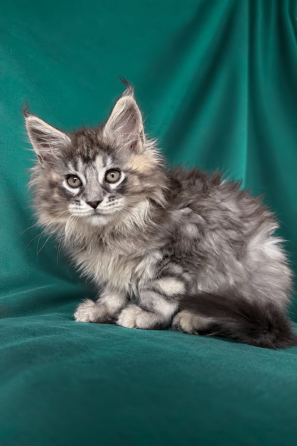 Elit | Maine Coon Kitten