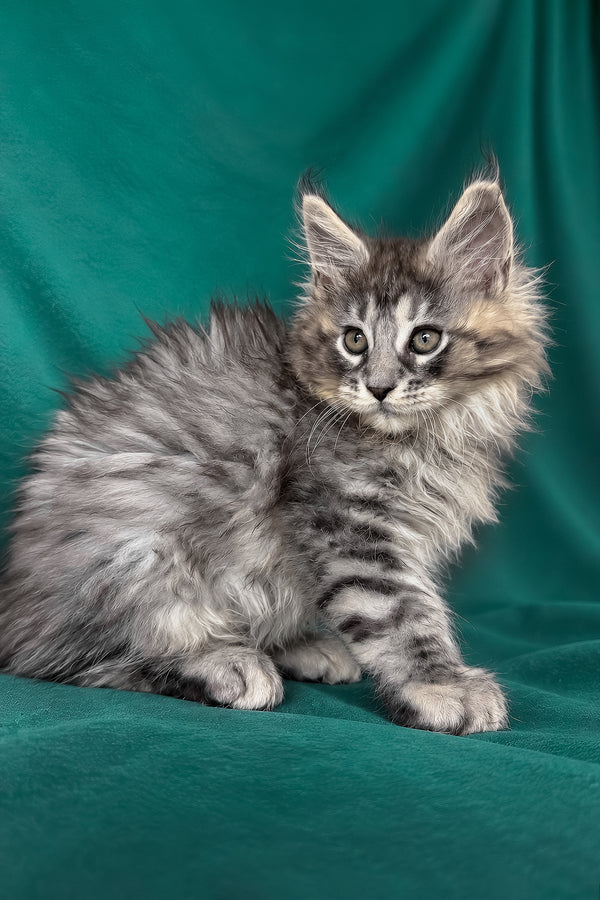 Elit | Maine Coon Kitten