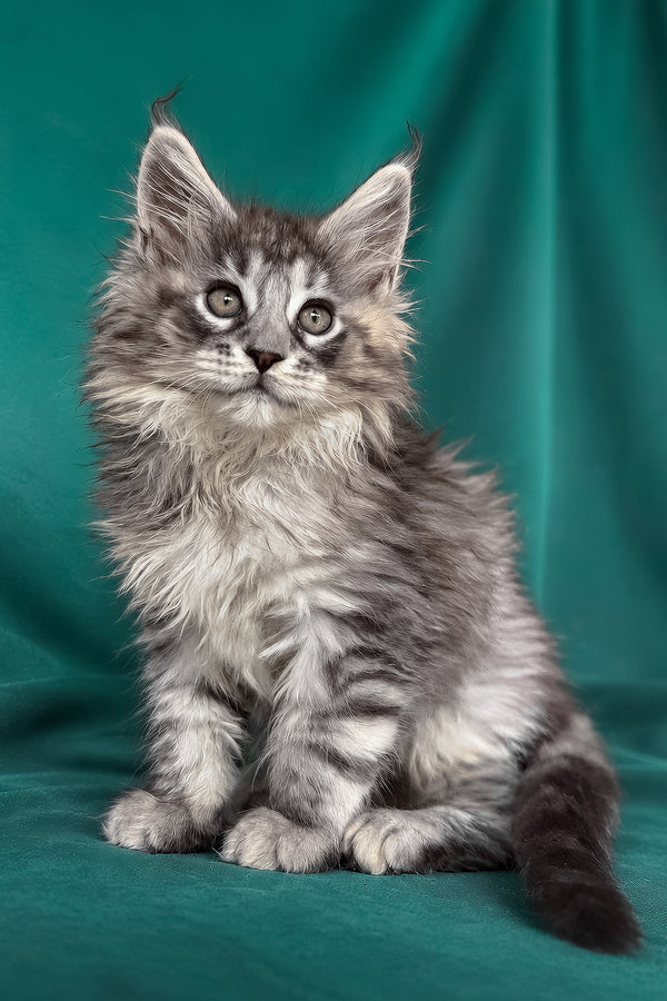 Elit | Maine Coon Kitten