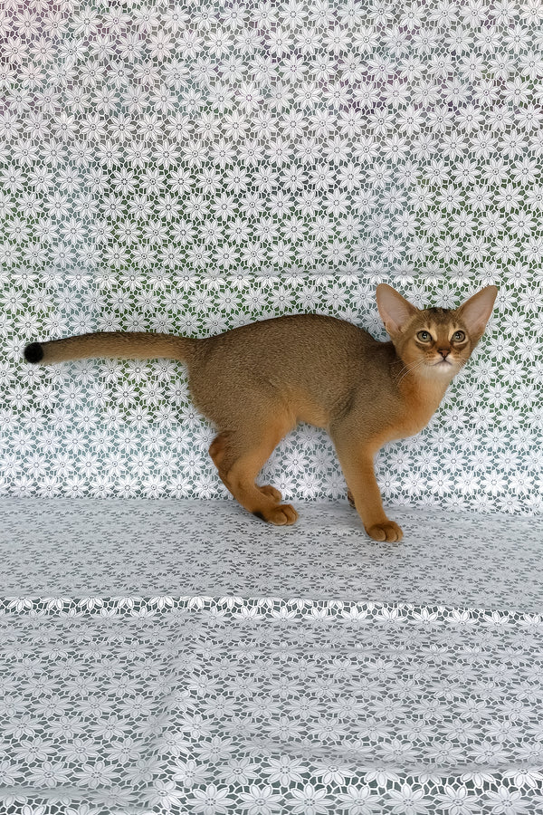 Elka | Abyssinian Kitten