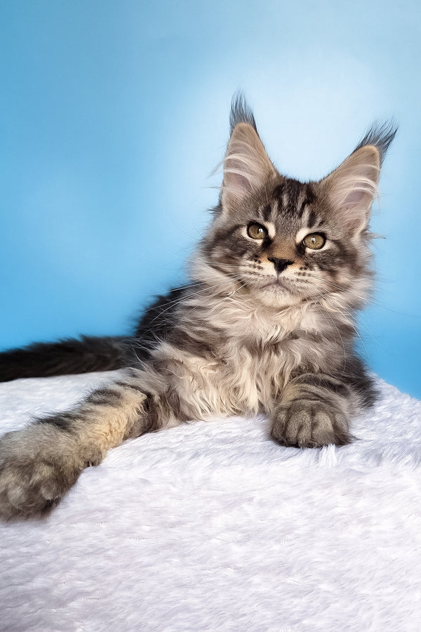 Ella | Maine Coon Kitten