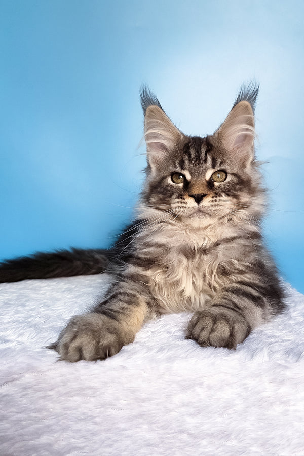 Ella | Maine Coon Kitten