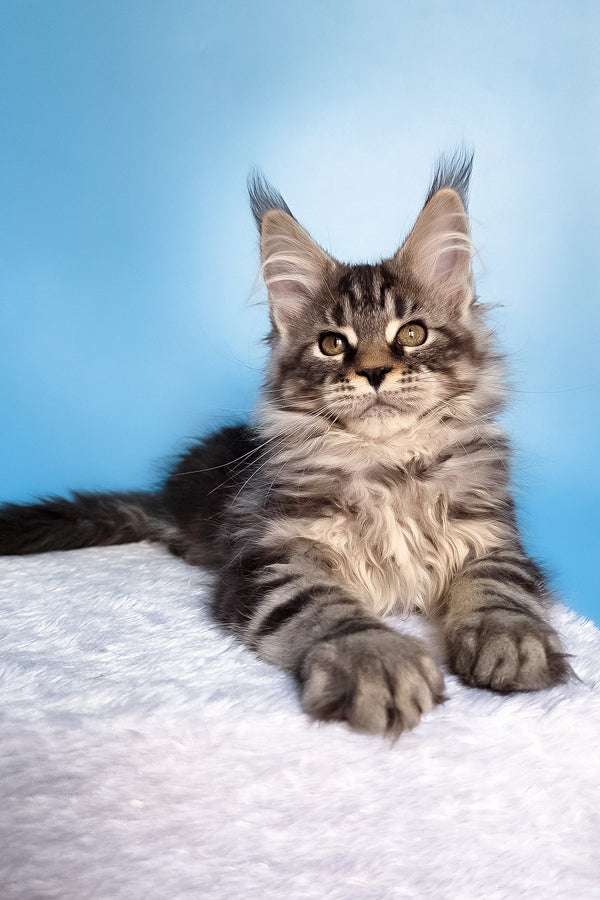 Ella | Maine Coon Kitten