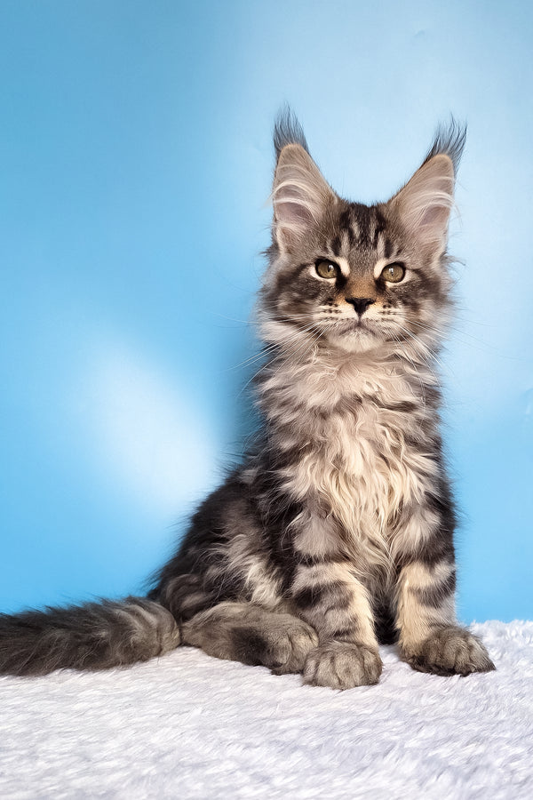 Ella | Maine Coon Kitten
