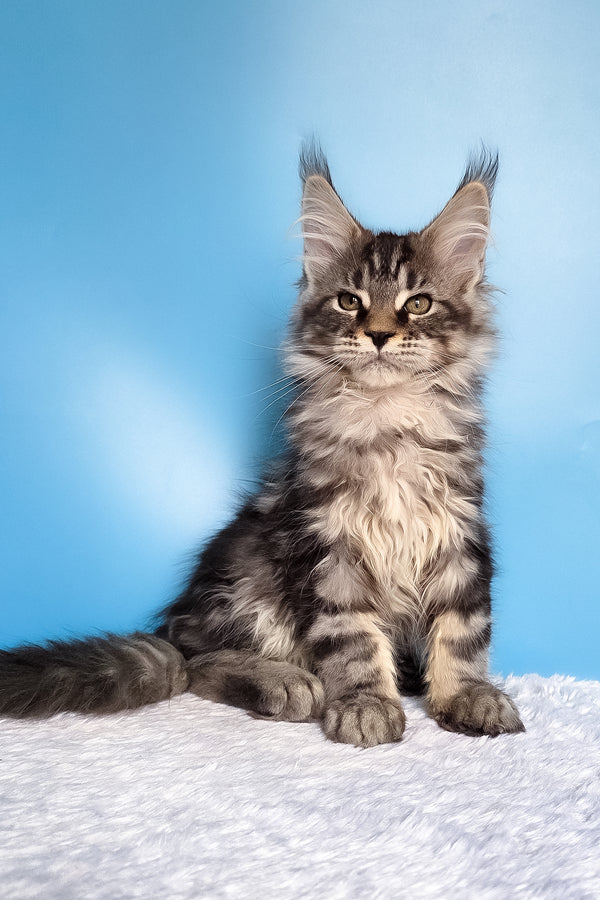 Ella | Maine Coon Kitten