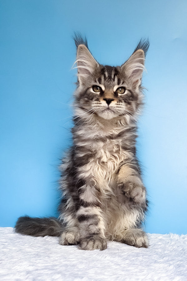 Ella | Maine Coon Kitten