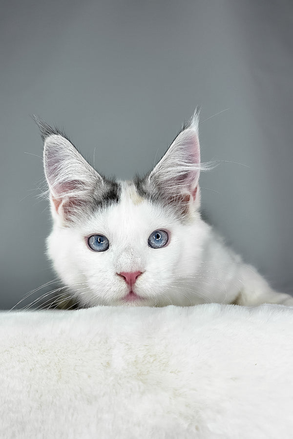 Elsa | Maine Coon Kitten
