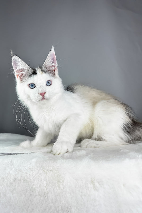 Elsa | Maine Coon Kitten