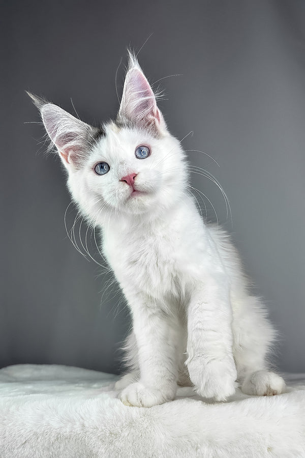 Elsa | Maine Coon Kitten