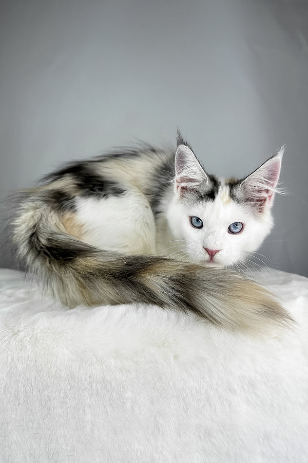 Elsa | Maine Coon Kitten
