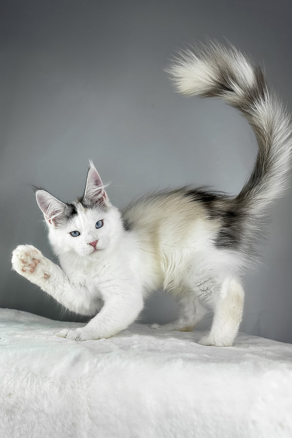 Elsa | Maine Coon Kitten