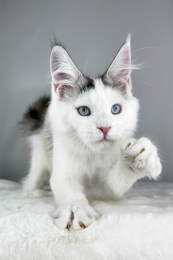 Elsa | Maine Coon Kitten