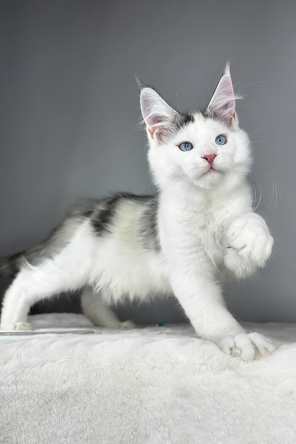 Elsa | Maine Coon Kitten